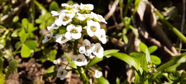 Fotografia da espécie Lobularia maritima subesp. maritima