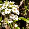 Fotografia 12 da espécie Lobularia maritima subesp. maritima do Jardim Botânico UTAD