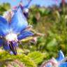 Fotografia 17 da espécie Borago officinalis do Jardim Botânico UTAD