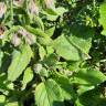 Fotografia 18 da espécie Borago officinalis do Jardim Botânico UTAD