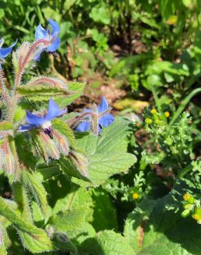 Fotografia 19 da espécie Borago officinalis no Jardim Botânico UTAD