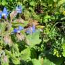 Fotografia 19 da espécie Borago officinalis do Jardim Botânico UTAD