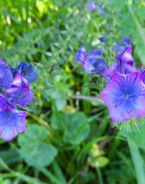 Fotografia 18 da espécie Echium plantagineum no Jardim Botânico UTAD