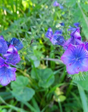 Fotografia 18 da espécie Echium plantagineum no Jardim Botânico UTAD