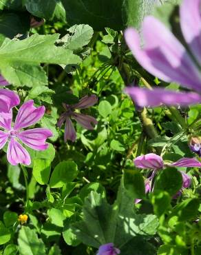 Fotografia 19 da espécie Malva sylvestris no Jardim Botânico UTAD