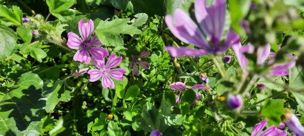 Fotografia da espécie Malva sylvestris