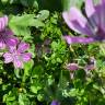 Fotografia 19 da espécie Malva sylvestris do Jardim Botânico UTAD