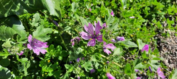 Fotografia da espécie Malva sylvestris