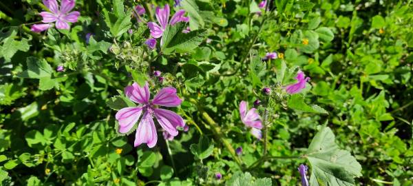 Fotografia da espécie Malva sylvestris