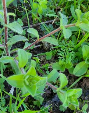 Fotografia 12 da espécie Cerastium glomeratum no Jardim Botânico UTAD