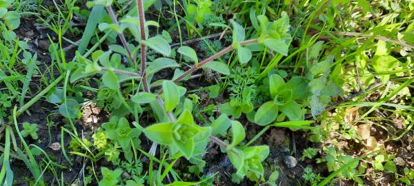 Fotografia da espécie Cerastium glomeratum