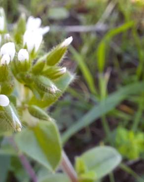 Fotografia 13 da espécie Cerastium glomeratum no Jardim Botânico UTAD