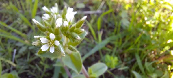 Fotografia da espécie Cerastium glomeratum