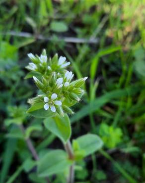 Fotografia 14 da espécie Cerastium glomeratum no Jardim Botânico UTAD