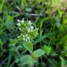 Fotografia 14 da espécie Cerastium glomeratum do Jardim Botânico UTAD