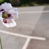 Fotografia 15 da espécie Papaver somniferum subesp. setigerum do Jardim Botânico UTAD