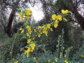 Fotografia da espécie Cytisus scoparius subesp. scoparius