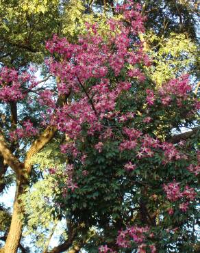 Fotografia 19 da espécie Ceiba speciosa no Jardim Botânico UTAD