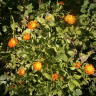 Fotografia 15 da espécie Calendula officinalis do Jardim Botânico UTAD