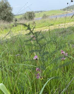 Fotografia 7 da espécie Ophrys tenthredinifera no Jardim Botânico UTAD