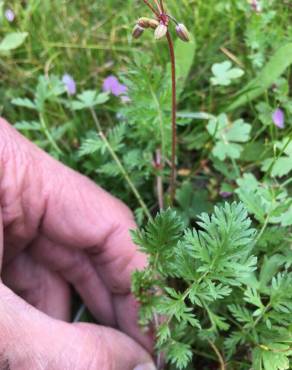 Fotografia 13 da espécie Erodium cicutarium subesp. cicutarium no Jardim Botânico UTAD