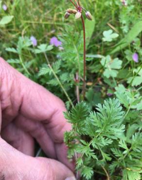 Fotografia 13 da espécie Erodium cicutarium subesp. cicutarium no Jardim Botânico UTAD