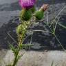 Fotografia 15 da espécie Cirsium vulgare do Jardim Botânico UTAD