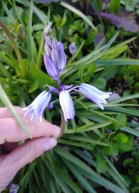 Fotografia da espécie Hyacinthoides hispanica