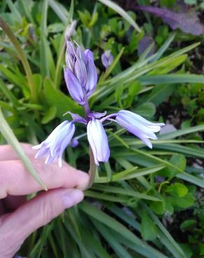 Fotografia 11 da espécie Hyacinthoides hispanica no Jardim Botânico UTAD