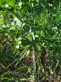 Fotografia da espécie Dracunculus vulgaris