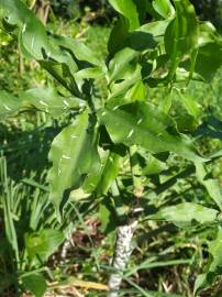 Fotografia da espécie Dracunculus vulgaris