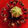 Fotografia 9 da espécie Papaver dubium do Jardim Botânico UTAD