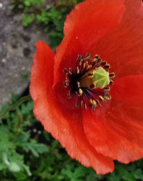 Fotografia 11 da espécie Papaver dubium no Jardim Botânico UTAD