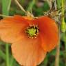 Fotografia 12 da espécie Papaver dubium do Jardim Botânico UTAD