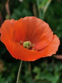 Fotografia da espécie Papaver dubium