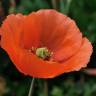 Fotografia 13 da espécie Papaver dubium do Jardim Botânico UTAD