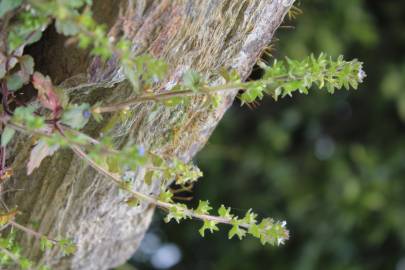 Fotografia da espécie Veronica arvensis