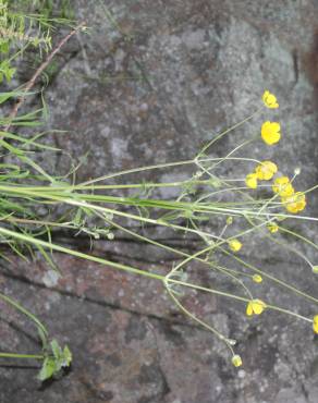 Fotografia 7 da espécie Ranunculus ollissiponensis subesp. ollissiponensis no Jardim Botânico UTAD