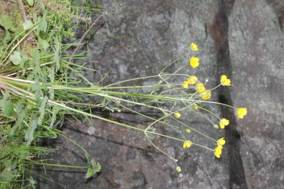 Fotografia da espécie Ranunculus ollissiponensis subesp. ollissiponensis