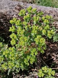 Fotografia da espécie Euphorbia helioscopia subesp. helioscopia