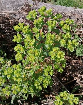 Fotografia 14 da espécie Euphorbia helioscopia subesp. helioscopia no Jardim Botânico UTAD