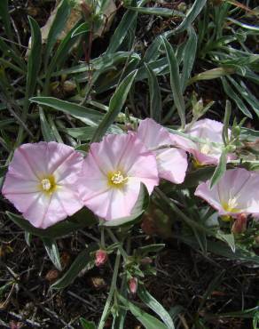 Fotografia 1 da espécie Convolvulus boissieri no Jardim Botânico UTAD