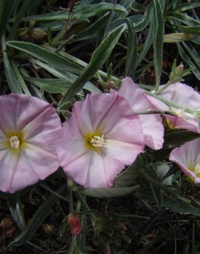 Fotografia 2 da espécie Convolvulus boissieri no Jardim Botânico UTAD