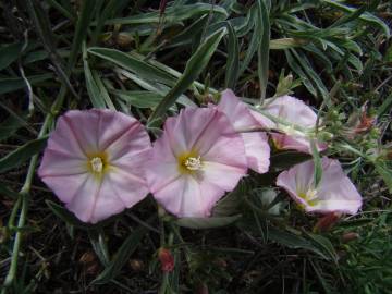 Fotografia da espécie Convolvulus boissieri