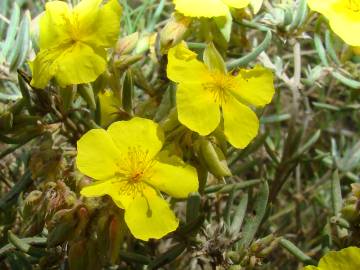 Fotografia da espécie Fumana thymifolia