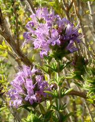 Thymus lotocephalus