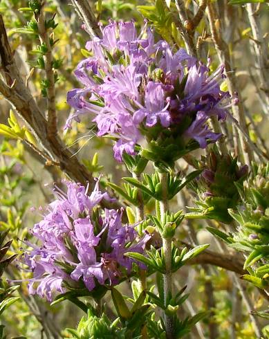 Fotografia de capa Thymus lotocephalus - do Jardim Botânico