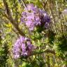 Fotografia 1 da espécie Thymus lotocephalus do Jardim Botânico UTAD