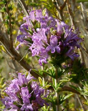 Fotografia 3 da espécie Thymus lotocephalus no Jardim Botânico UTAD