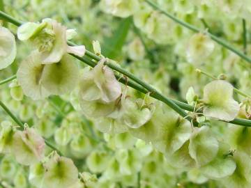 Fotografia da espécie Rumex induratus